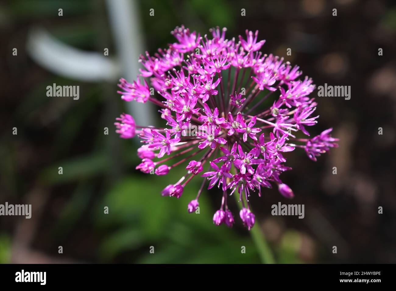 Sensazione di viola (Allium Hollandicum) Foto Stock