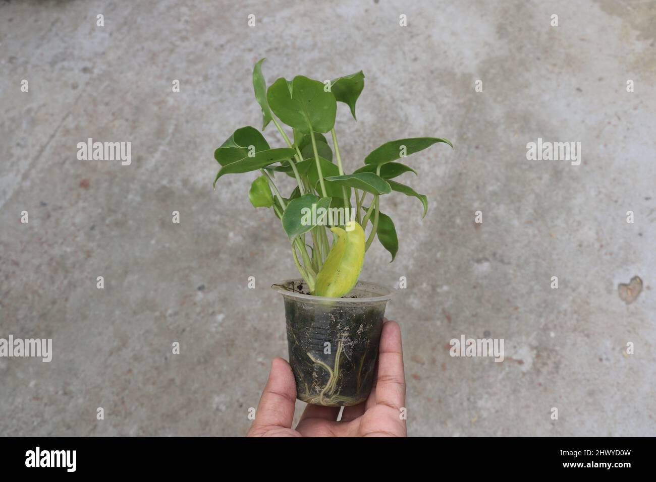 Questo è un tipo di pianta interna anche crescere all'aperto . In ufficio o decorazione della stanza possiamo usare questa pianta .Then che gira osserva classy e bello. Foto Stock
