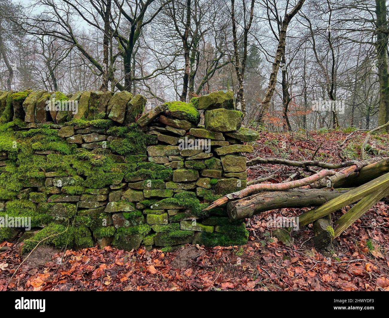 Vecchio, muschio coperto secco muro in legno - Derbyshire nel Regno Unito. Foto Stock