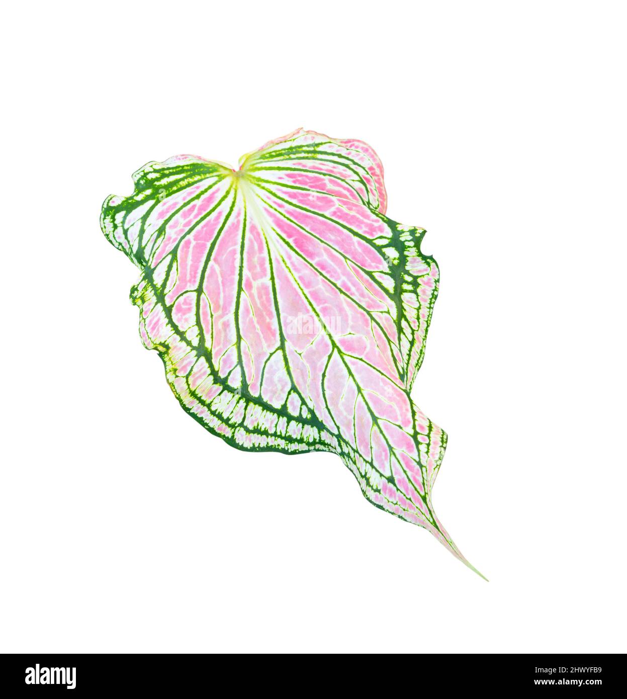 Caladium bicolore foglie piante colorate di foglie di bon bello isolato su sfondo bianco Foto Stock