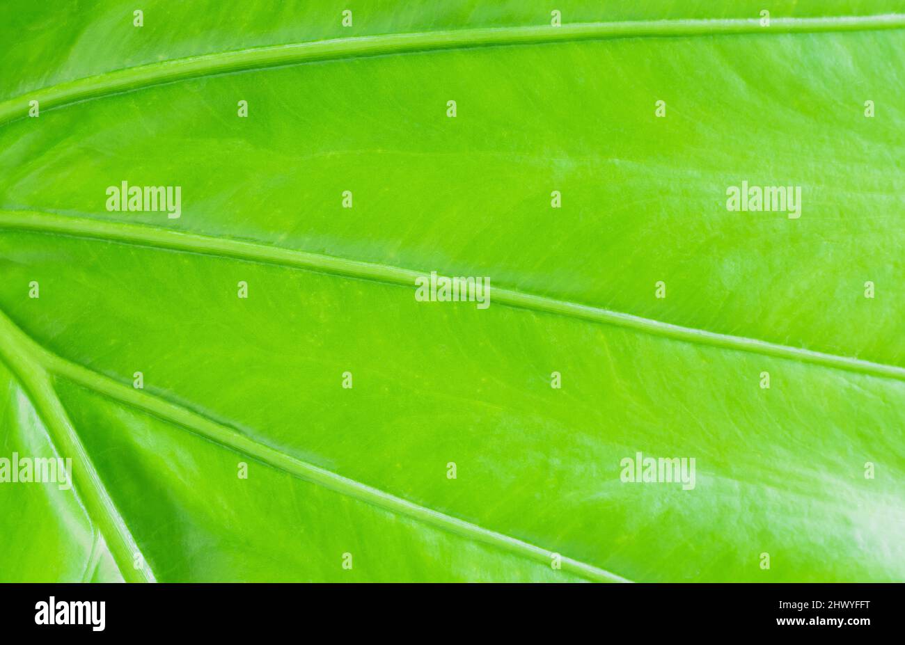 Texture foglie di Alocasia o fondo di foglie di caladio.( Alocasia macrorrizos, Ear dell'Elefante, Colocasia esculenta ) Foto Stock