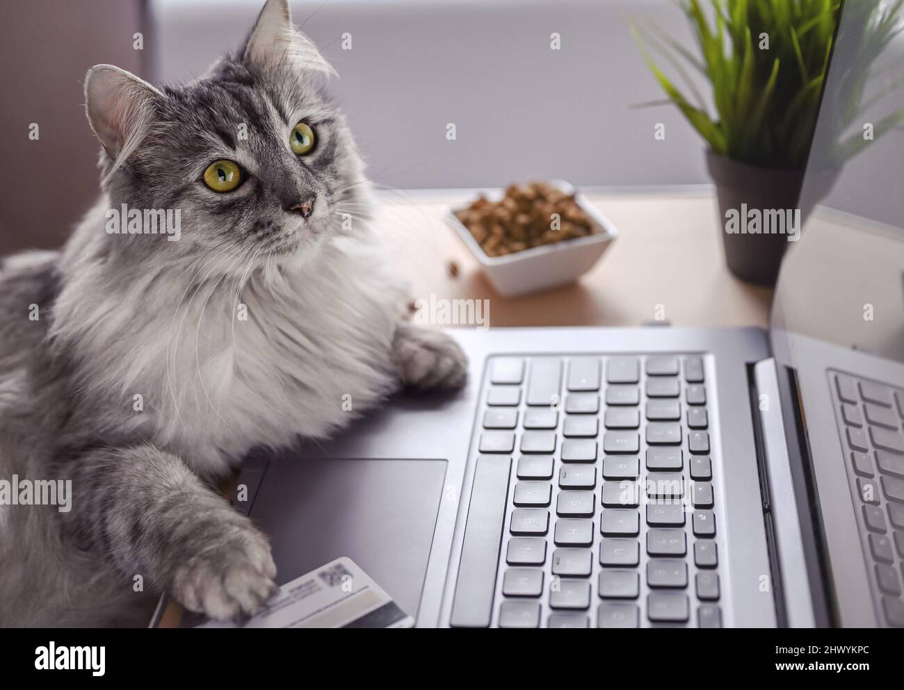 Un gatto grigio funziona su un computer portatile, guarda il monitor. Zampe sulla tastiera, accanto a una carta di credito e cibo secco gatto. Il gatto ordina cibo online. Foto Stock