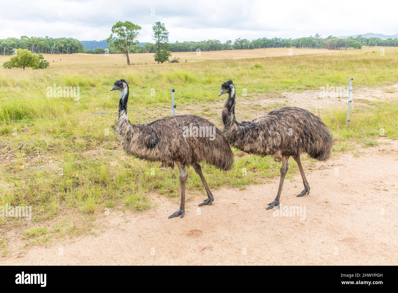 Fotografia di due grandi adulti Emus su una pista sterrata nelle Tablelands centrali del nuovo Galles del Sud in Australia. Foto Stock
