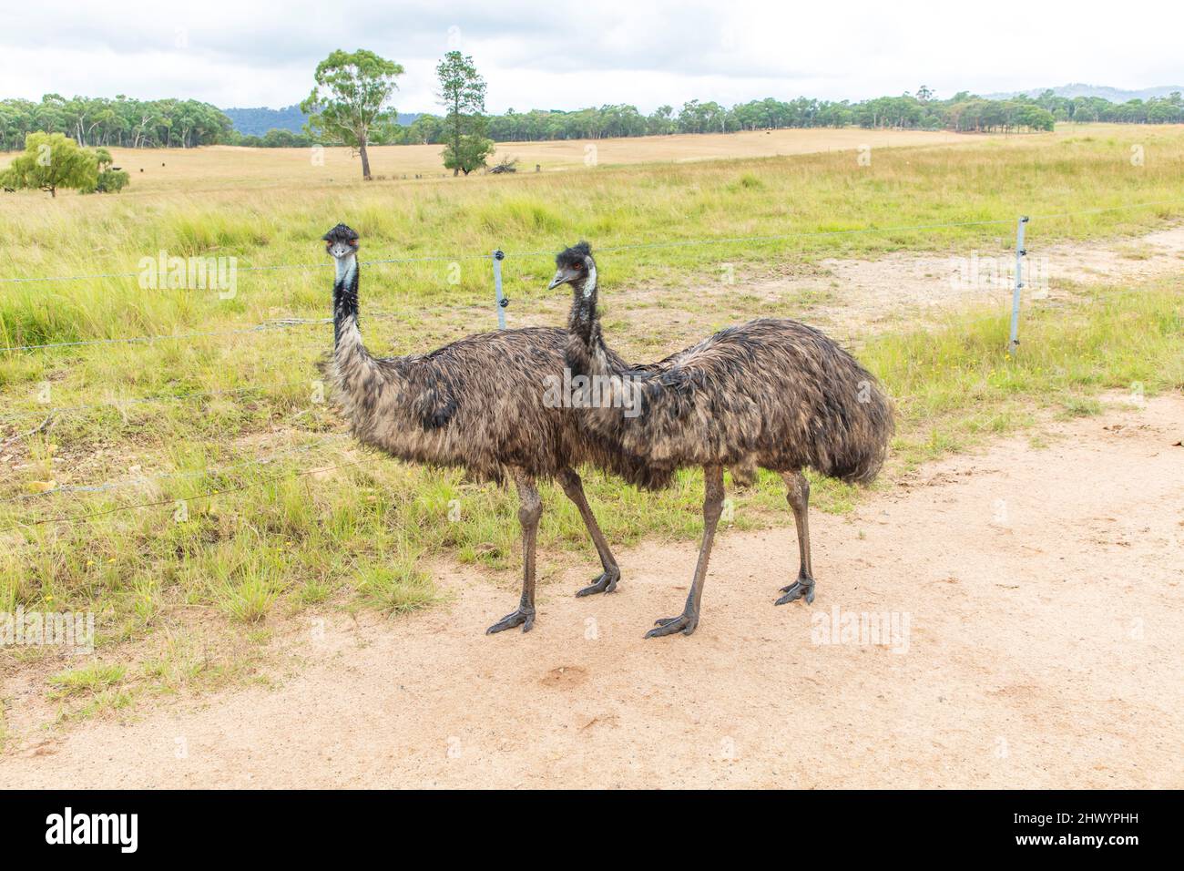 Fotografia di due grandi adulti Emus su una pista sterrata nelle Tablelands centrali del nuovo Galles del Sud in Australia. Foto Stock