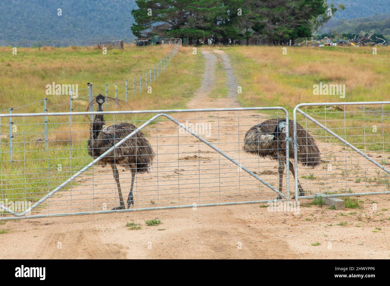 Fotografia di due grandi adulti Emus su una pista sterrata vicino a una recinzione nelle Tablelands centrali del nuovo Galles del Sud in Australia. Foto Stock