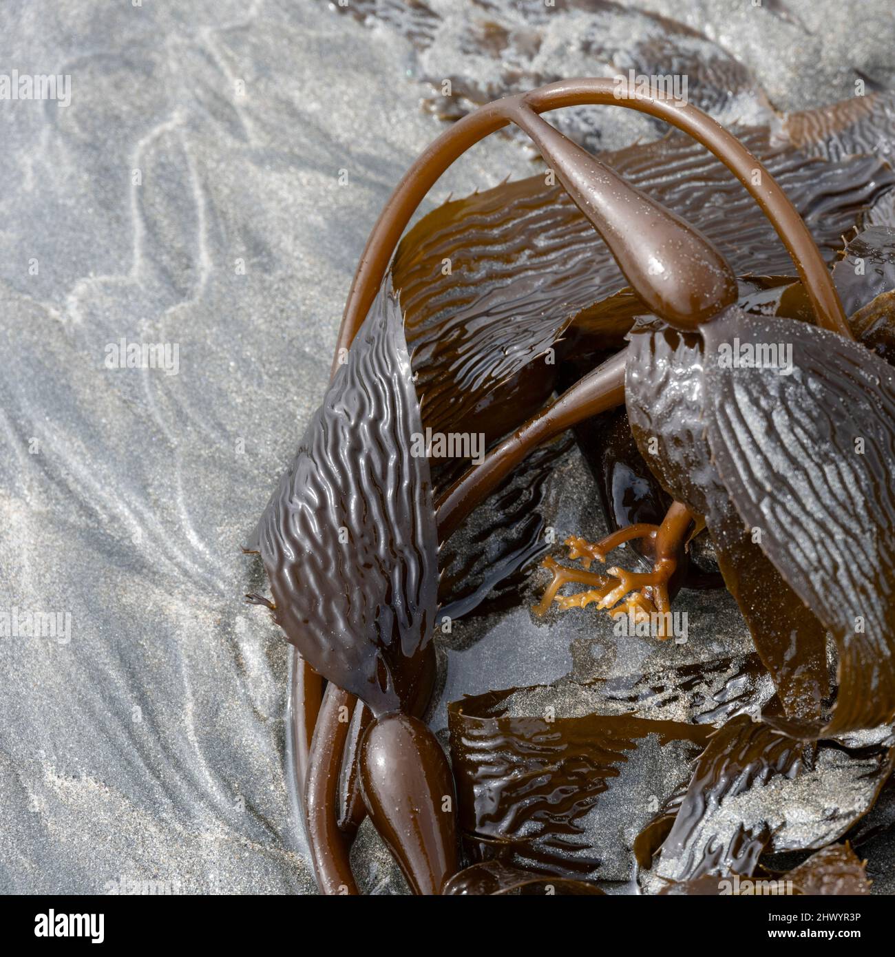 Detriti sulla Shoreline nel Cape Scott Provincial Park, San Josef Bay, Vancouver Island, British Columbia, Canada Foto Stock