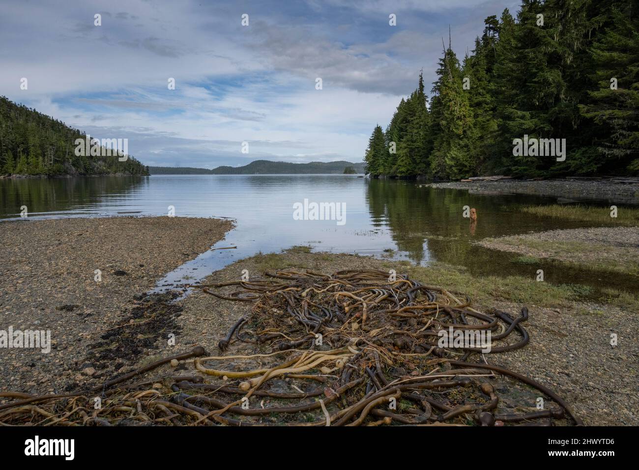 Vista della costa lungo Telegraph Cove, Johnstone Strait, Vancouver Island, British Columbia, Canada Foto Stock