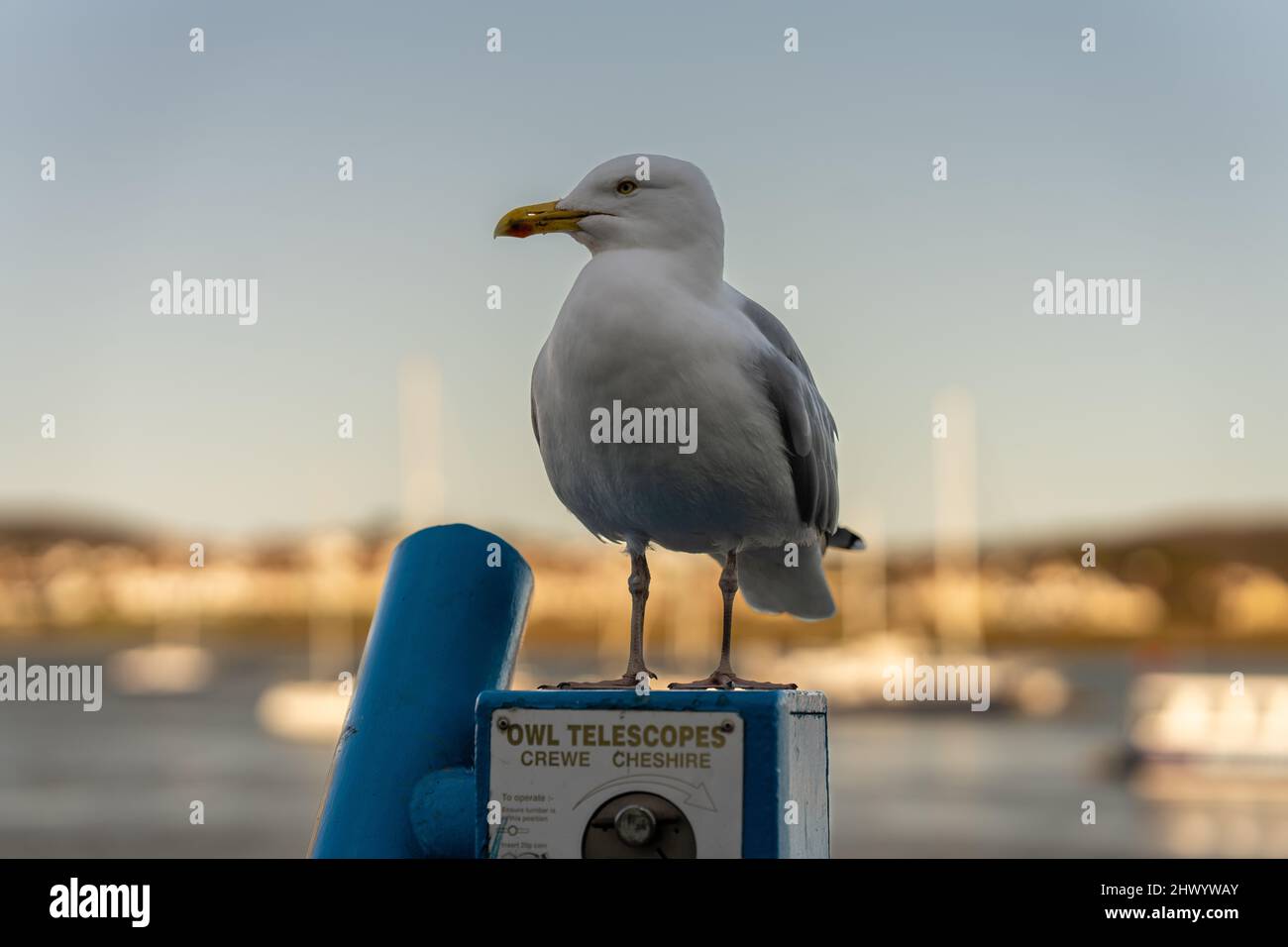 Gabbiano di aringa Seagull sedette sulla cima del telescopio in posizione di mare Foto Stock