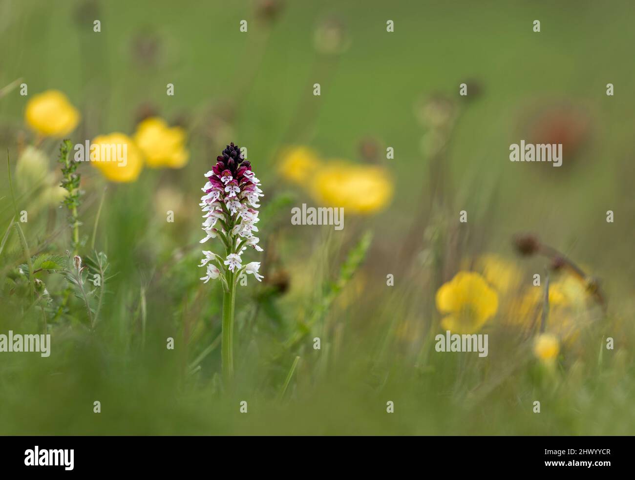 Bruciò punta Orchidea; Orchis ustula; fiore; UK Foto Stock