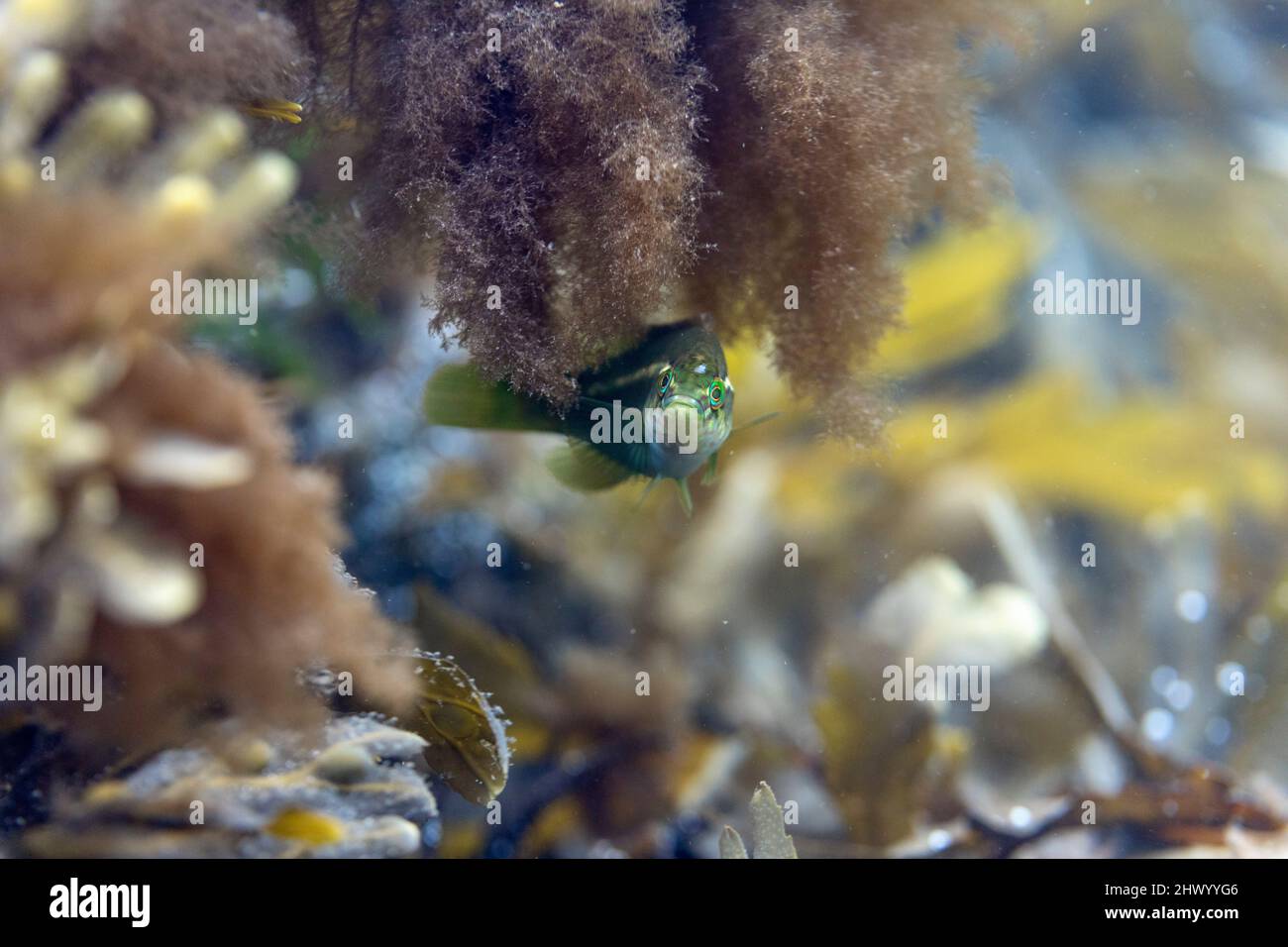 Ballan Wrasse; Labrus bergylta; tra le alghe marine; UK Foto Stock