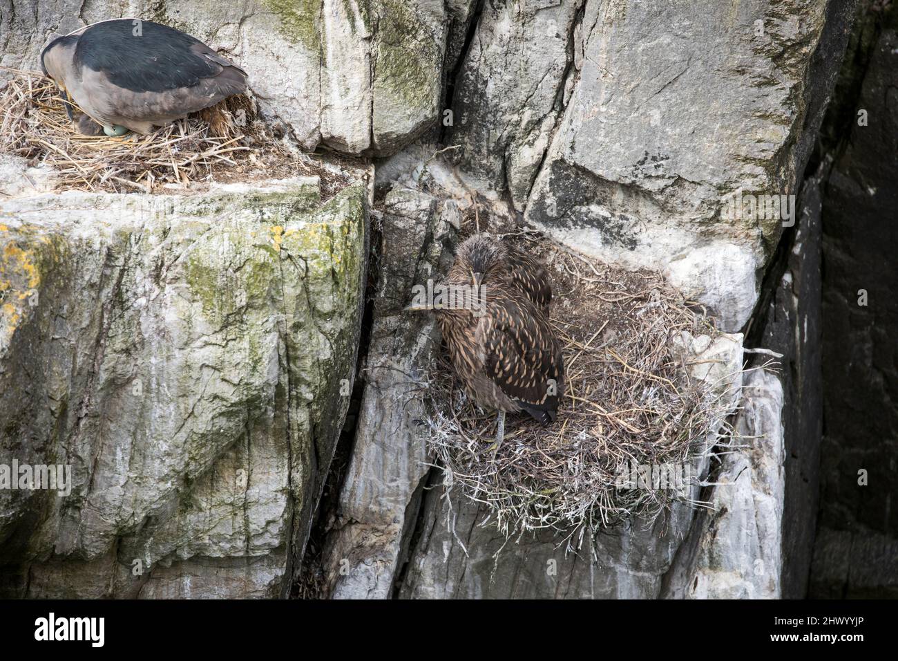 Nycticorax Nycticorax; Adult on Nest and Juveniles; Falklands Foto Stock