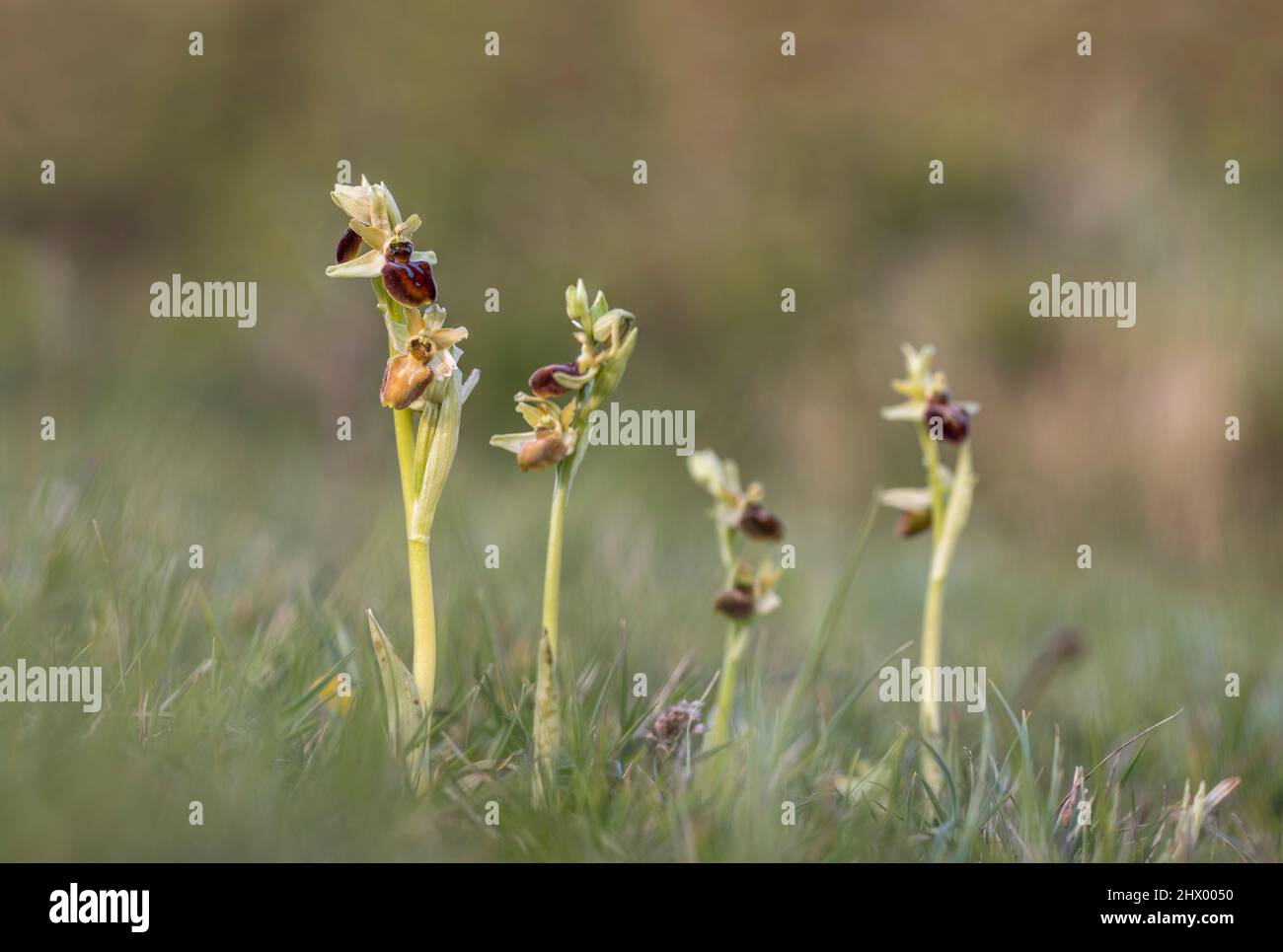 Orchidea di ragno precoce; sphegodi di ofrys; Ledge danzante; Dorset; UK Foto Stock
