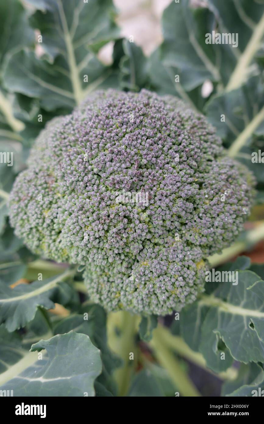 Broccoli freschi in un orto Foto Stock