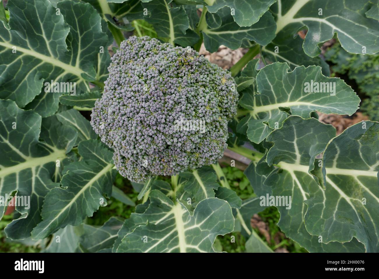 Broccoli freschi in un orto Foto Stock
