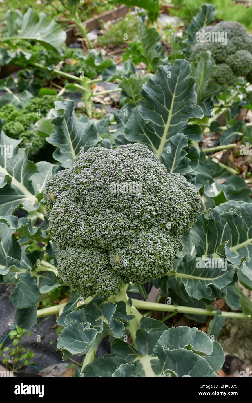 Broccoli freschi in un orto Foto Stock