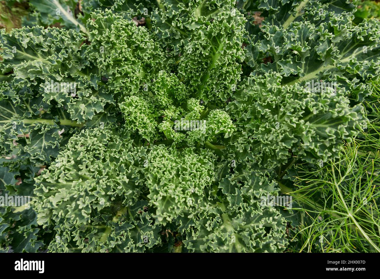 kale curly fresco in un giardino di verdure Foto Stock