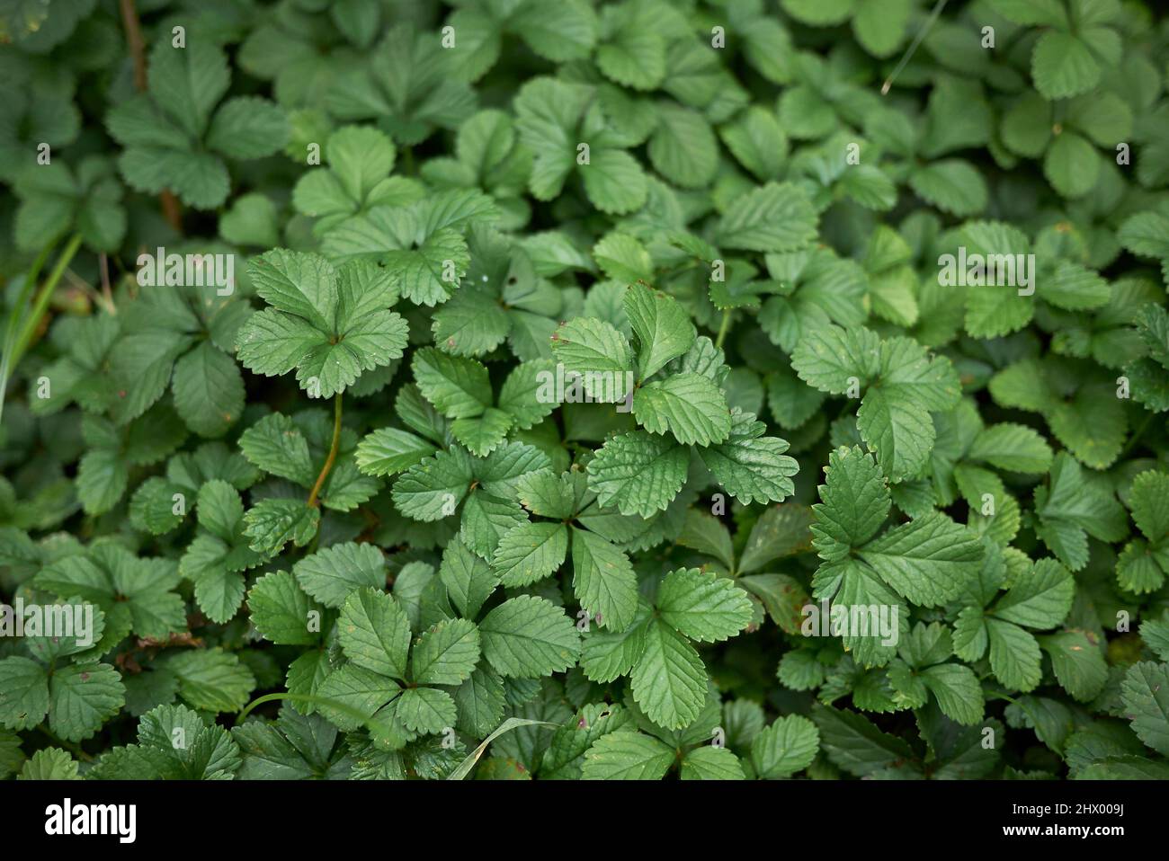Duchesnea indica foglie testurizzate Foto Stock