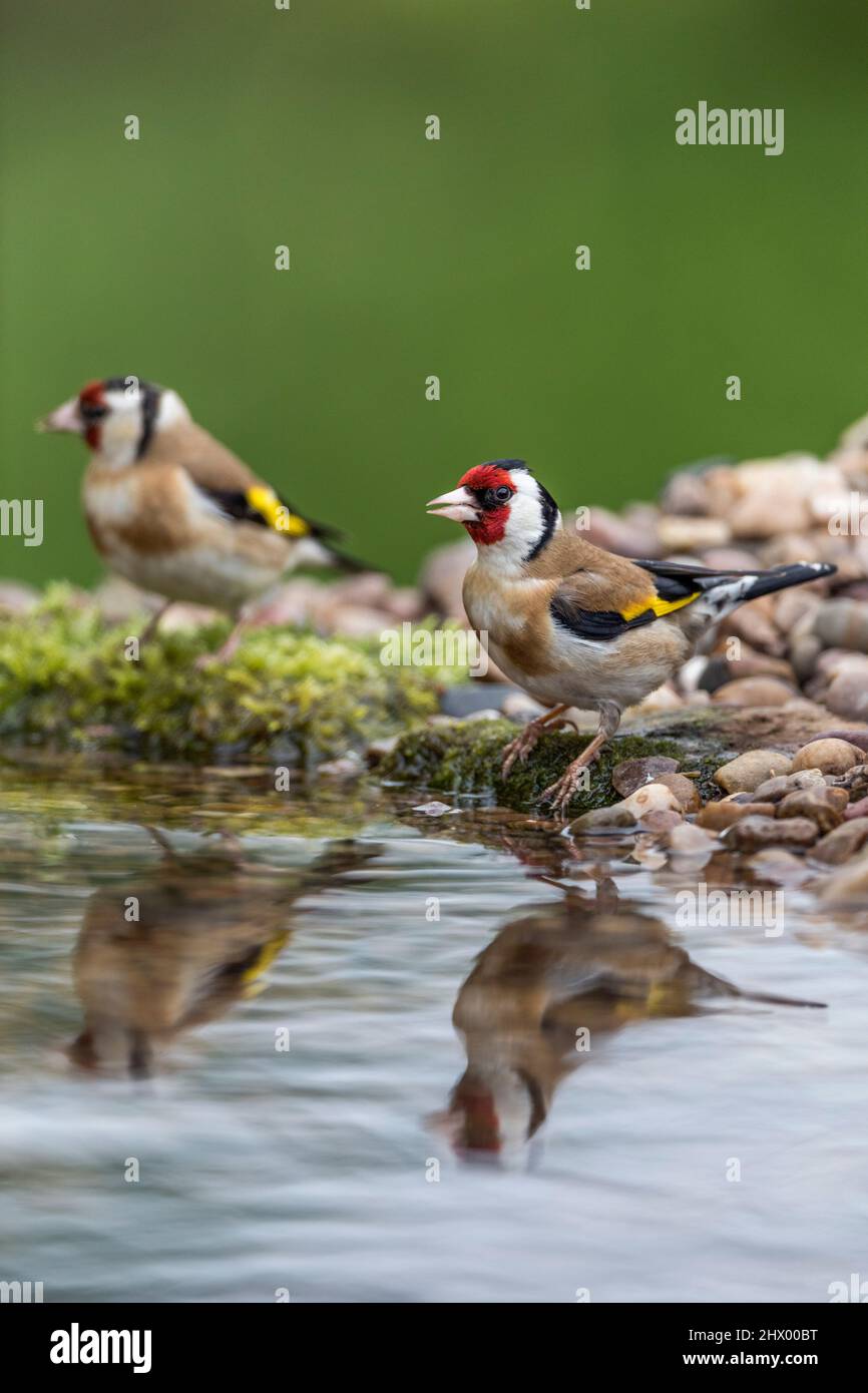 Goldfinch; Carduelis carduelis; bere a Pool; UK Foto Stock