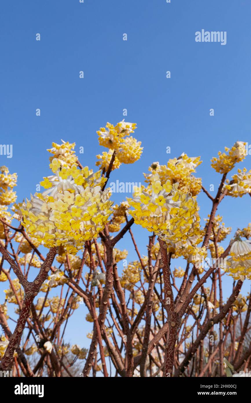 Fiori gialli di arbusto Edgeworthia Chrysantha Foto Stock