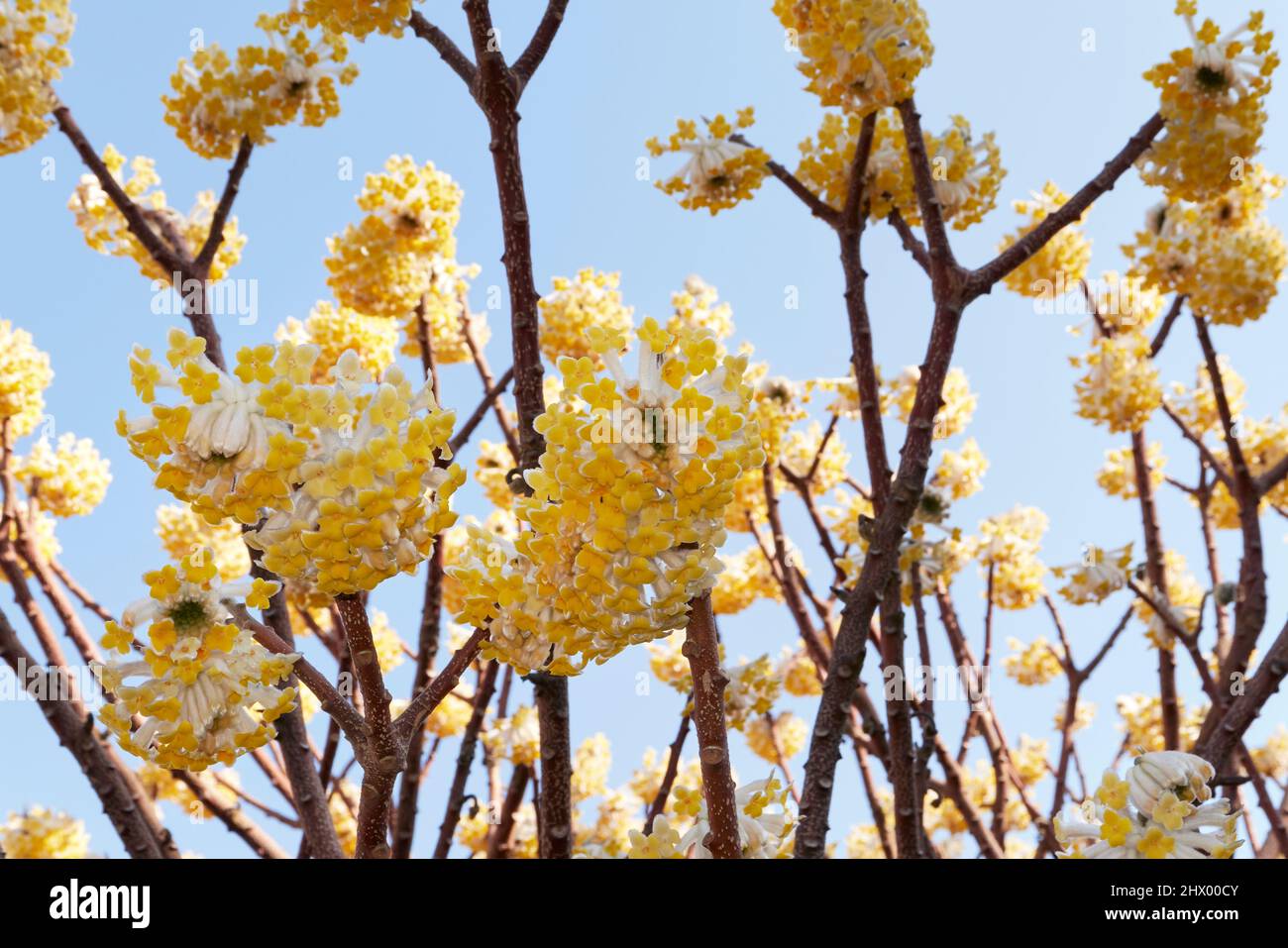 Fiori gialli di arbusto Edgeworthia Chrysantha Foto Stock