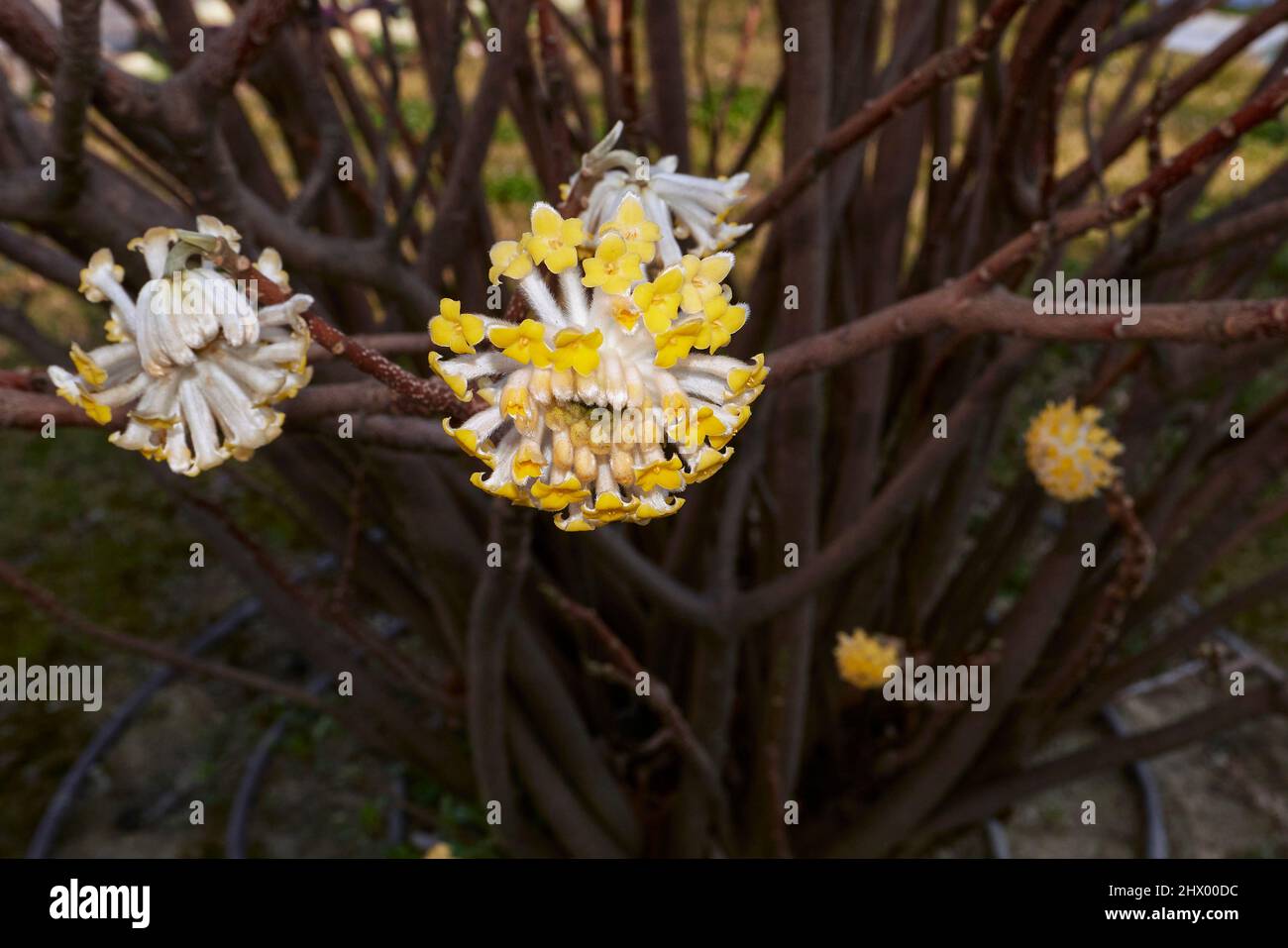 Fiori gialli di arbusto Edgeworthia Chrysantha Foto Stock