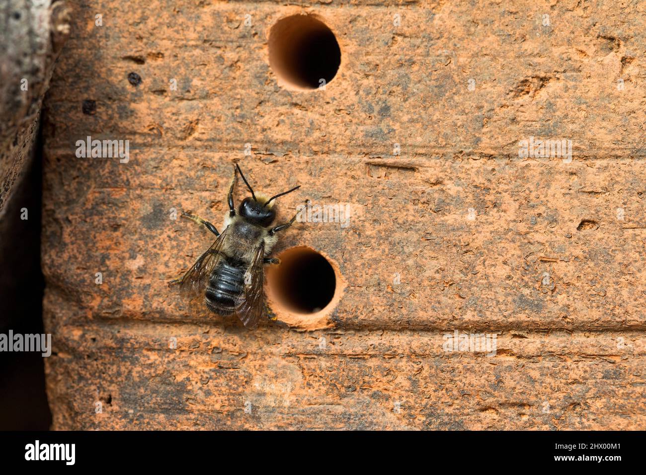 Patchwork Leaf Cutter Bee; Megachile centuncularis; alla Insect House; UK Foto Stock