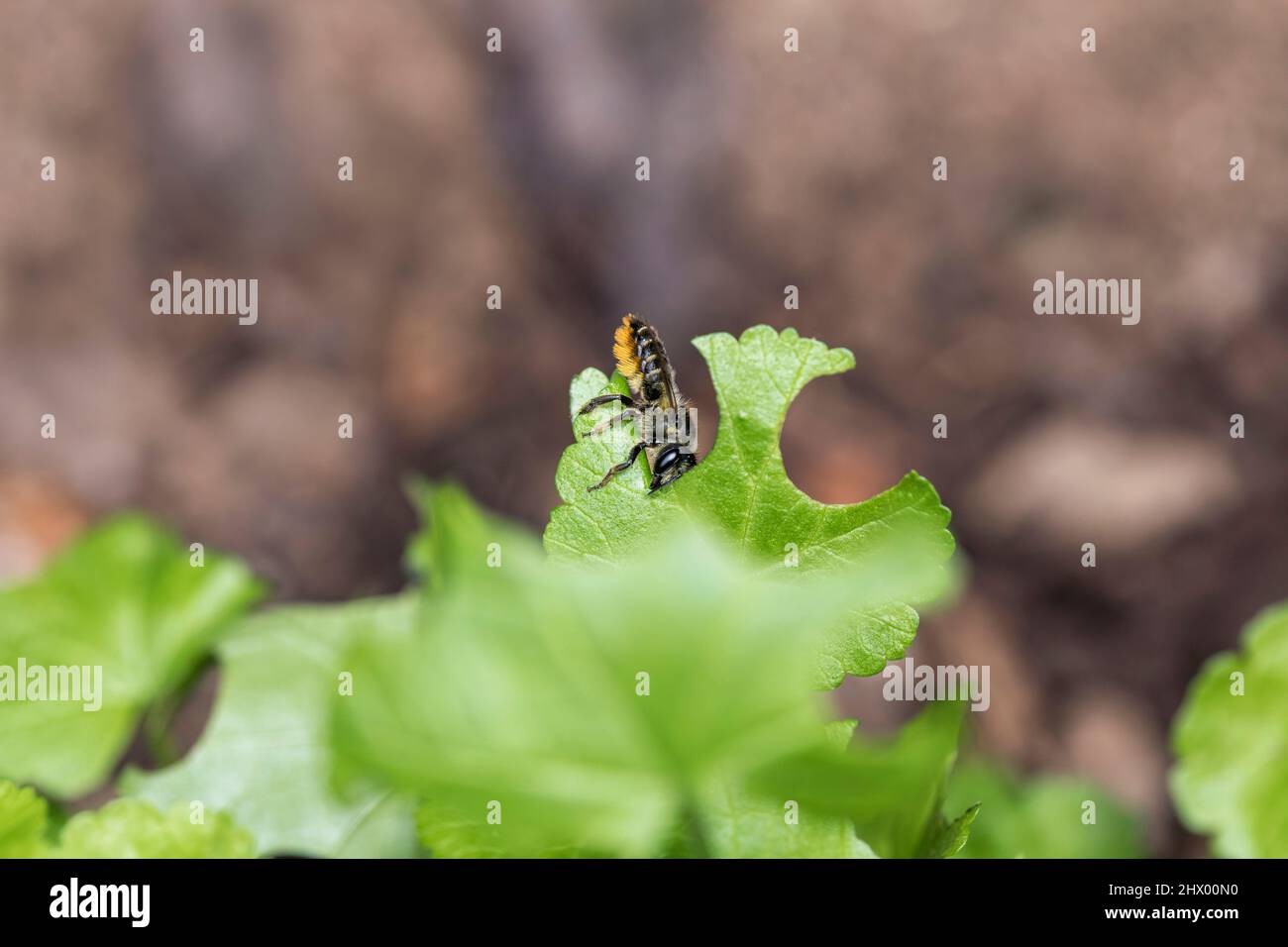 Patchwork Lame Cutter Bee; Megachile centuncularis; taglio di una foglia; UK Foto Stock
