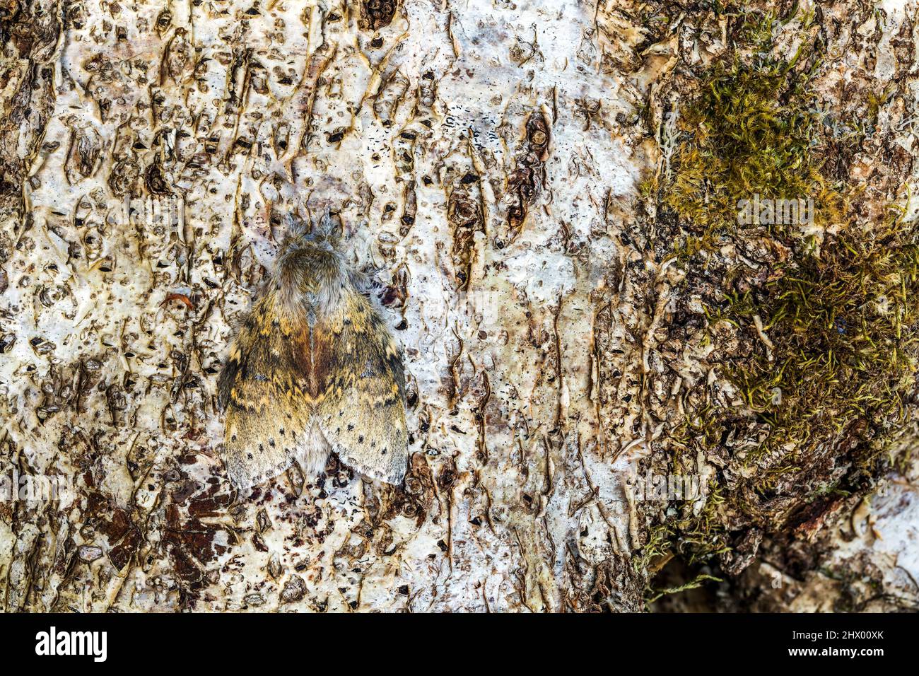 Lobster Moth; Stauropus fagi; on Wood; UK Foto Stock