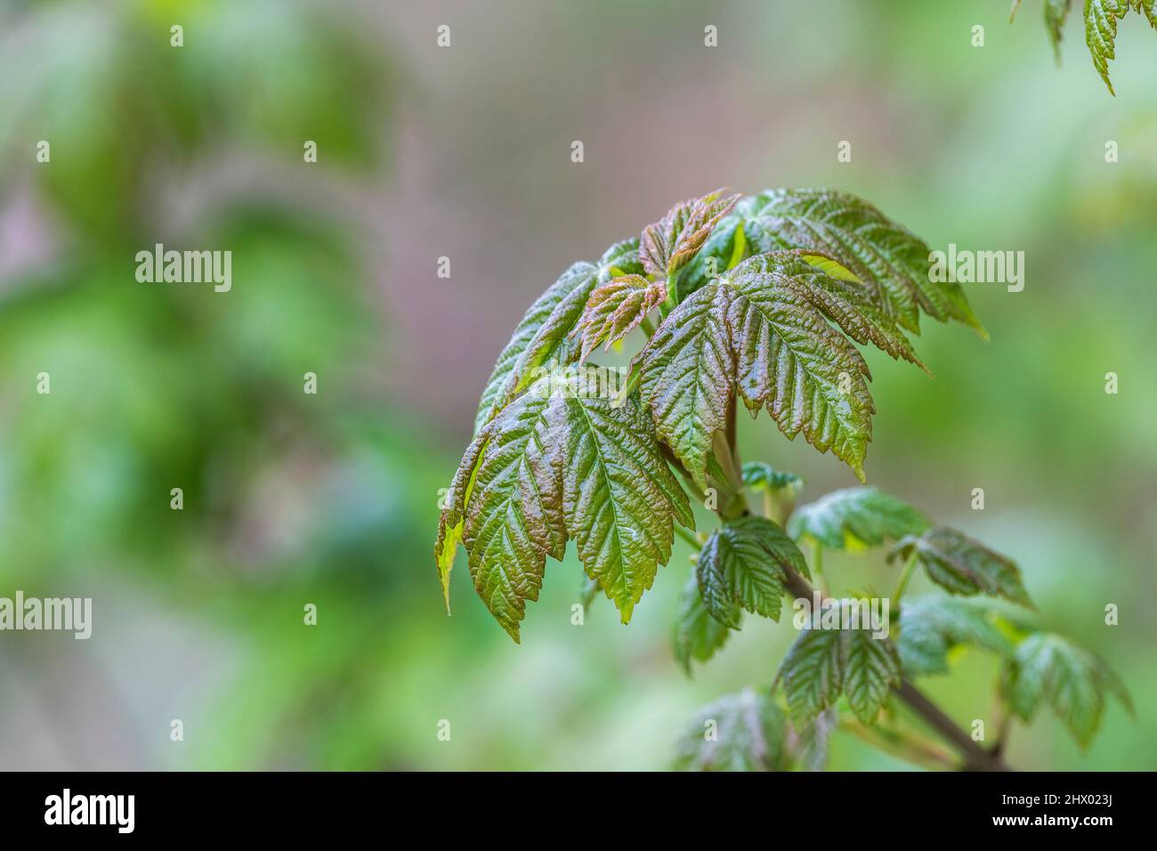 Sycamore; Acer pseudoplatanus; foglie in primavera; Regno Unito Foto Stock