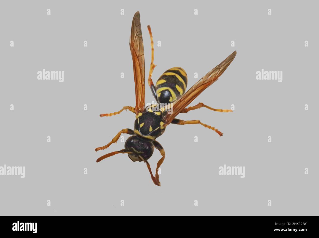 WASP in primo piano Foto Stock