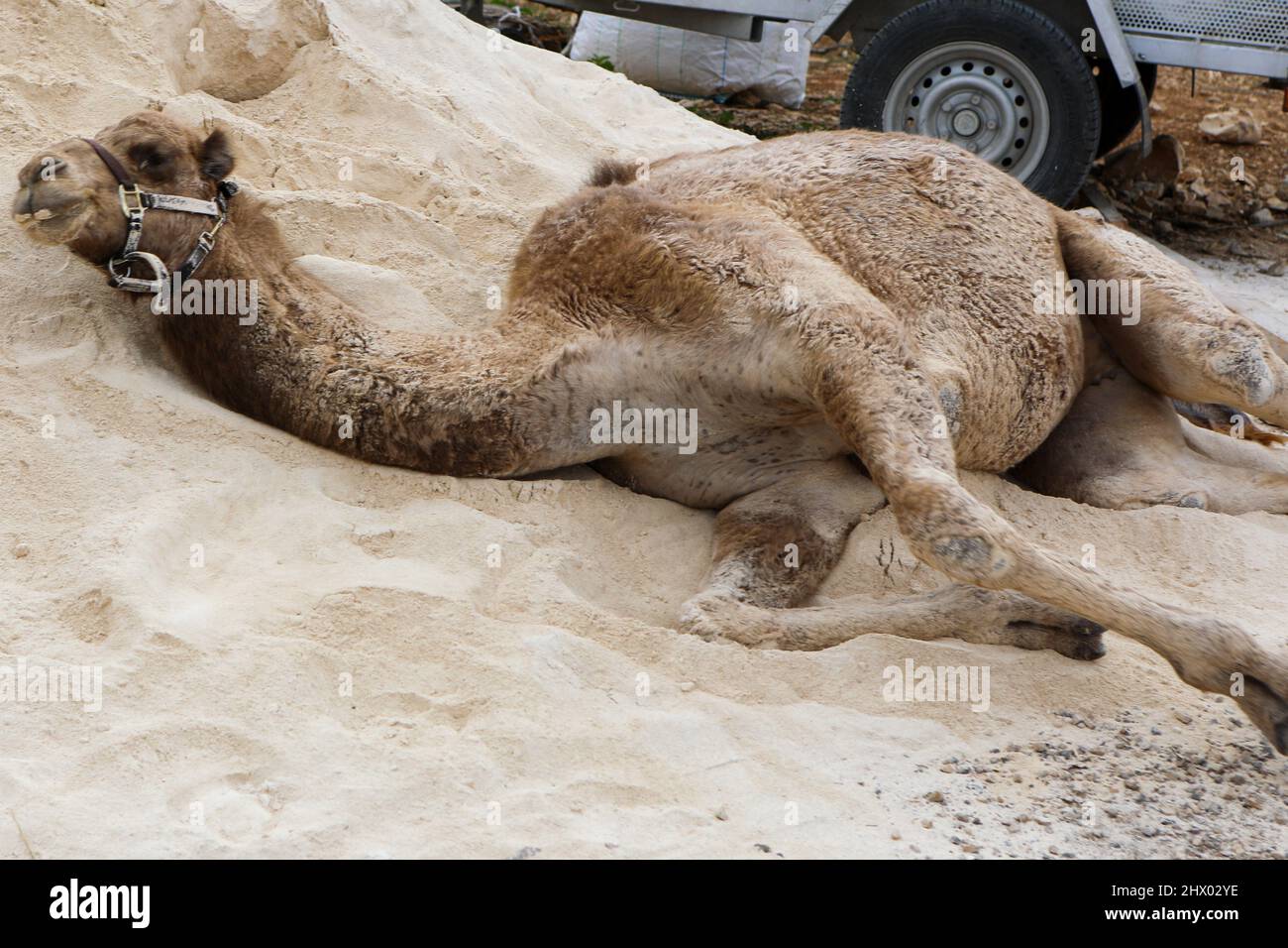 Ritratto di un cammello in natura fattoria paesaggio Foto Stock
