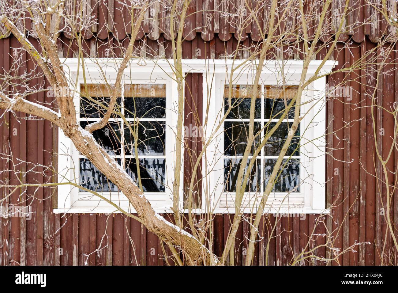 Campagna casa finestra sopraffarata con albero congelato in inverno, clima freddo sfondo Foto Stock
