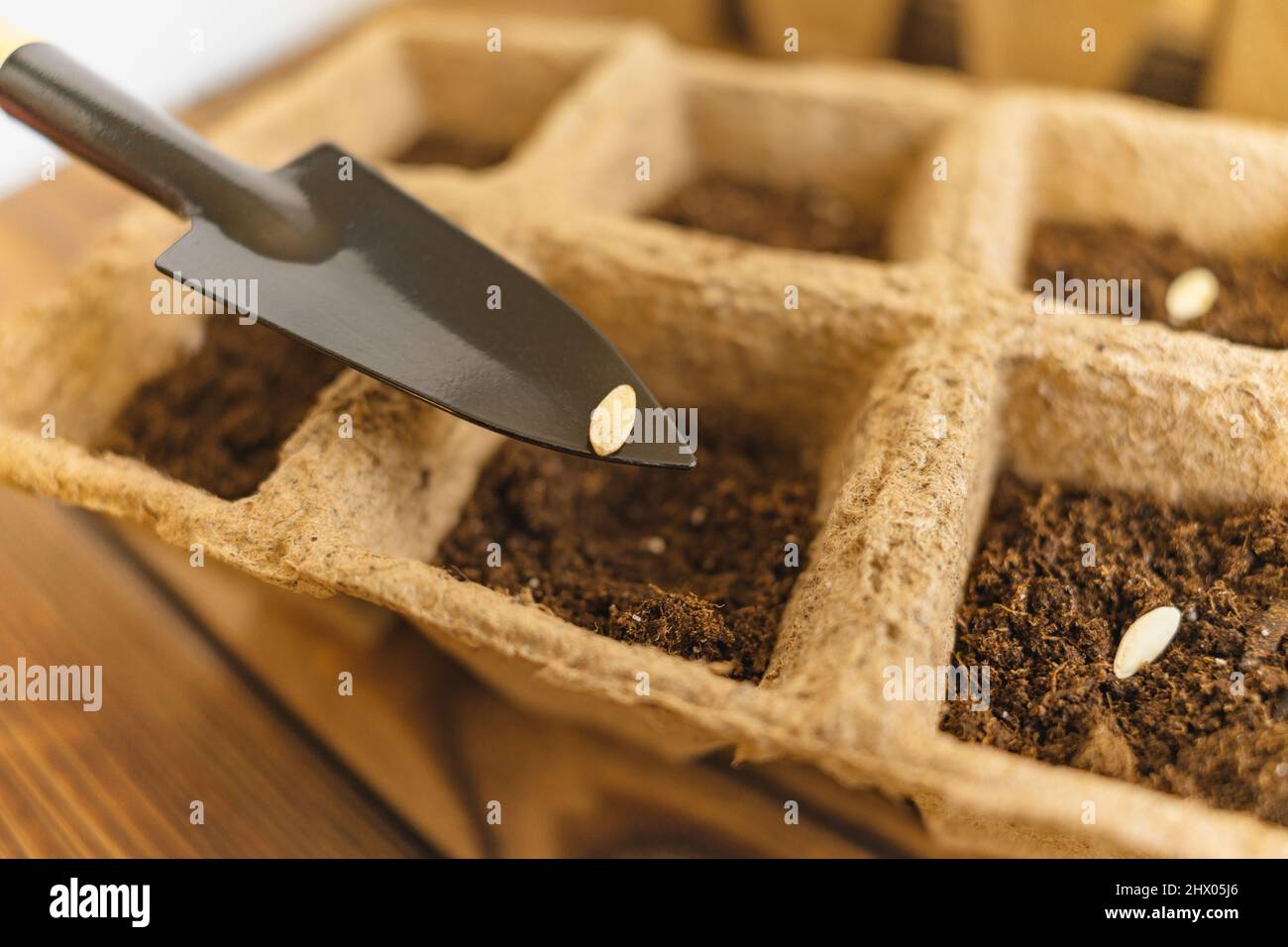Piantando semi in pentola di torba su vecchio tavolo di legno di grunge. Seminare semi di cetriolo in suolo. Giardinaggio domestico. Messa a fuoco selettiva. Foto Stock