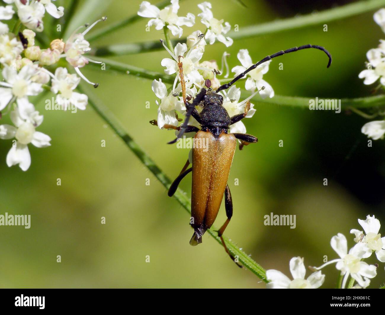 Maschio di Longhorn Beetle rosso-bruno (Stickoleptura rubra) su un fiore. Foto Stock