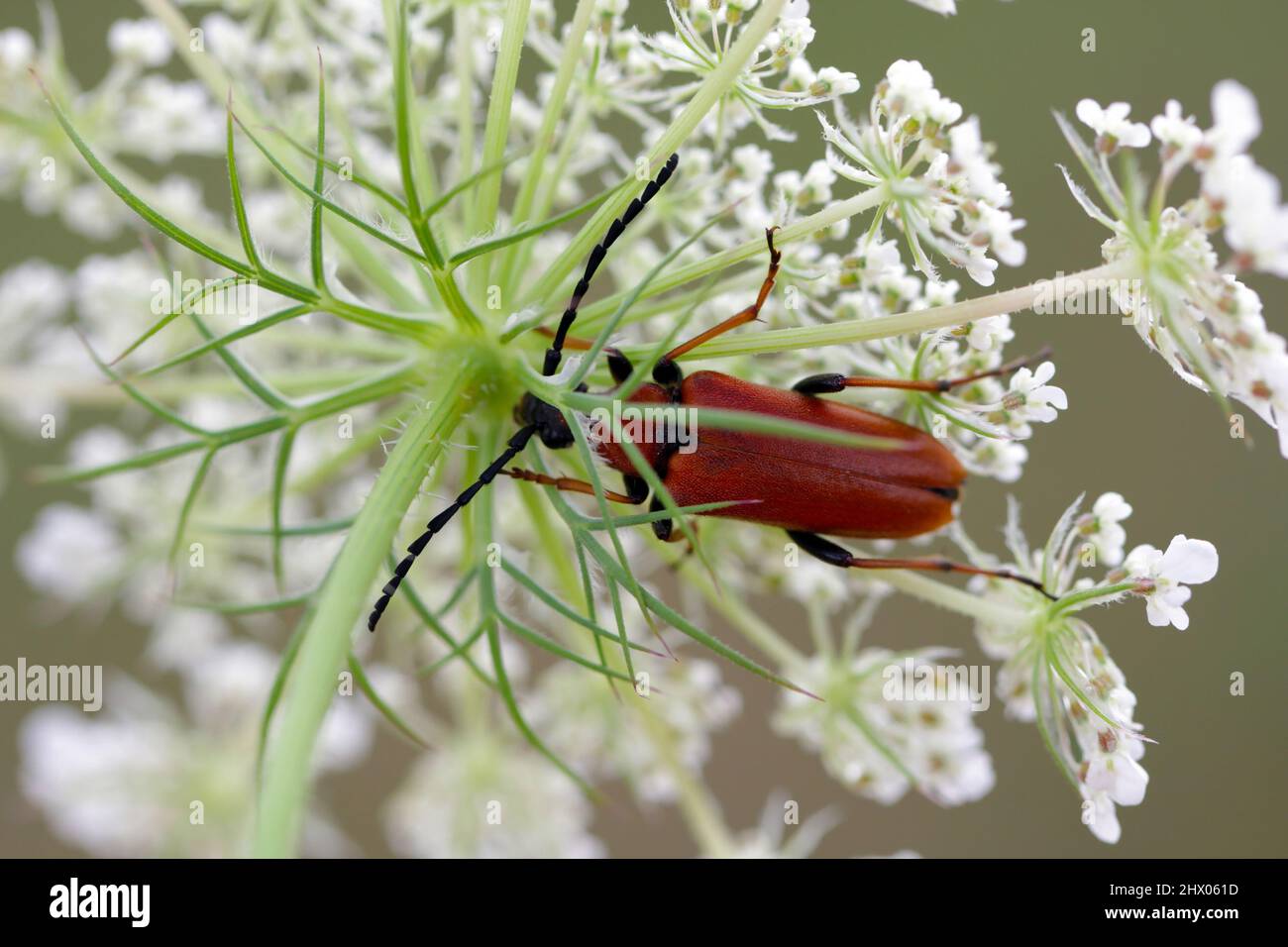 Femmina di fagiolo rosso-bruno di Longhorn (Stickoleptura rubra) in fiore. Foto Stock