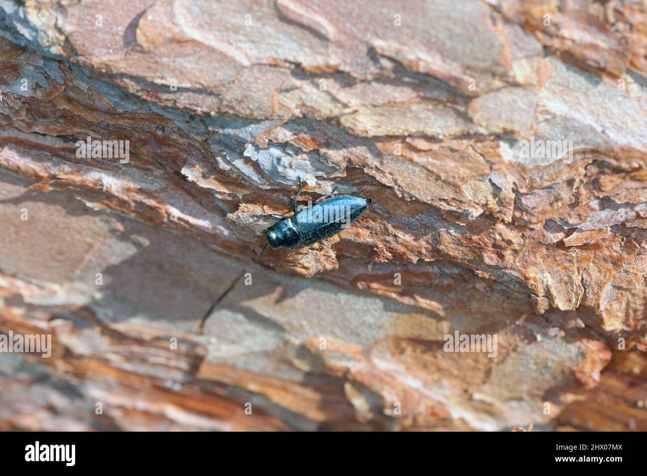 Pergorello di blu Steelblue Phaenops cianea su corteccia di pino. È un parassita di pini della famiglia Buprestigidae noto come scarabei di gioielli o legno metallico-noioso Foto Stock