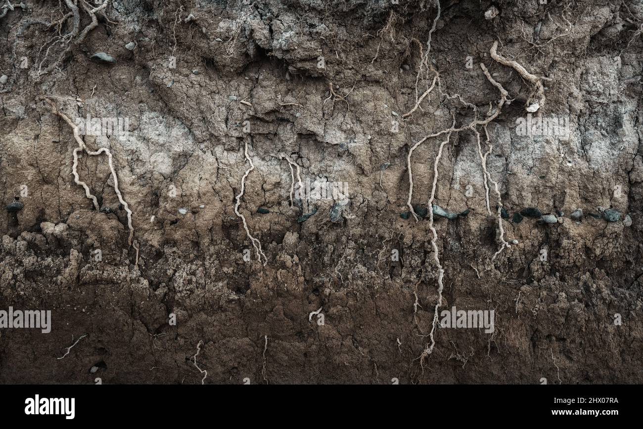 Sezione di terra con strati diversi di suolo, rocce e radici di pianta sotterranei Foto Stock