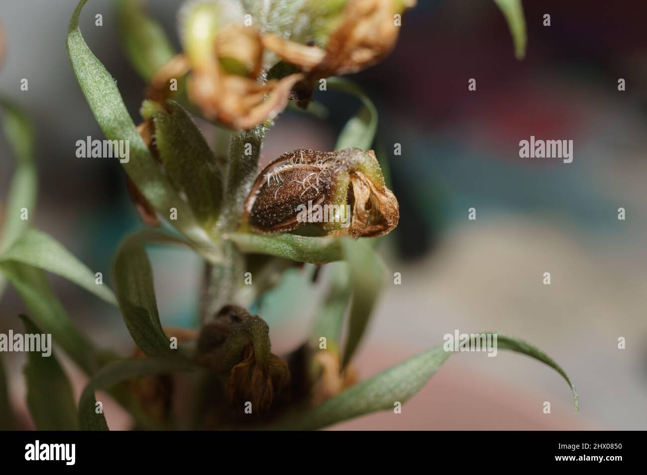 Un primo piano di Sarcoglottis sceptrodes baccelli di semi con semi che mostra come i ciuffi di fili bianchi. Foto Stock