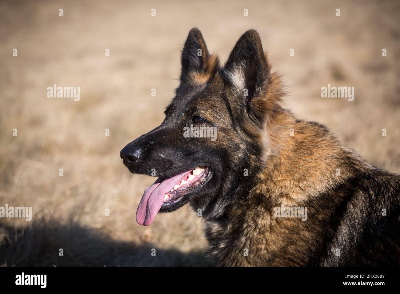 Tedesco Pastore cane (alsaziano) Panting Foto Stock