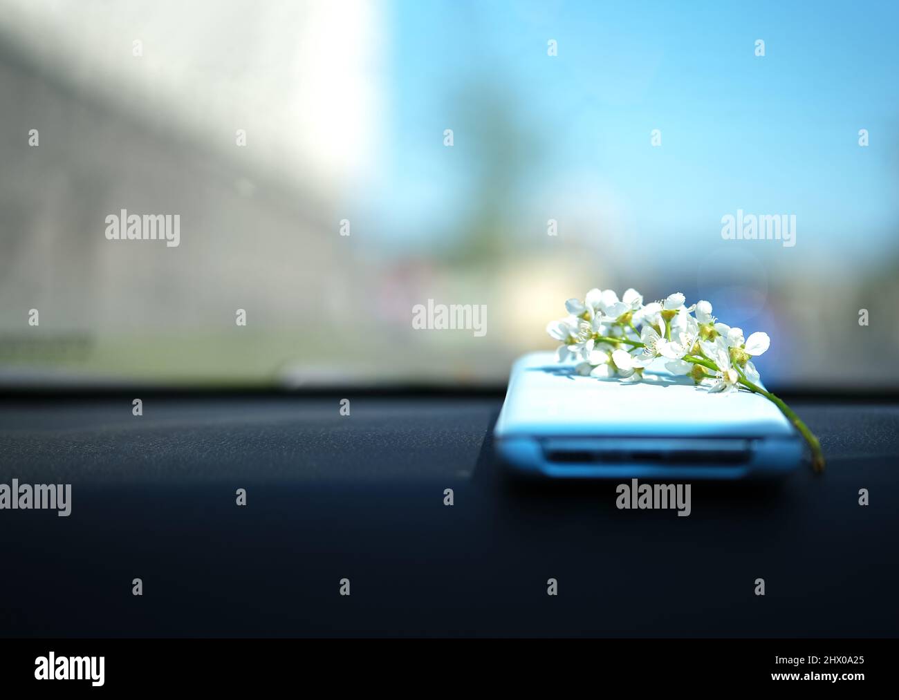 Telefono cellulare blu chiaro sul pannello frontale dell'auto con un'infiorescenza di fiori di ciliegio bianco. Foto Stock