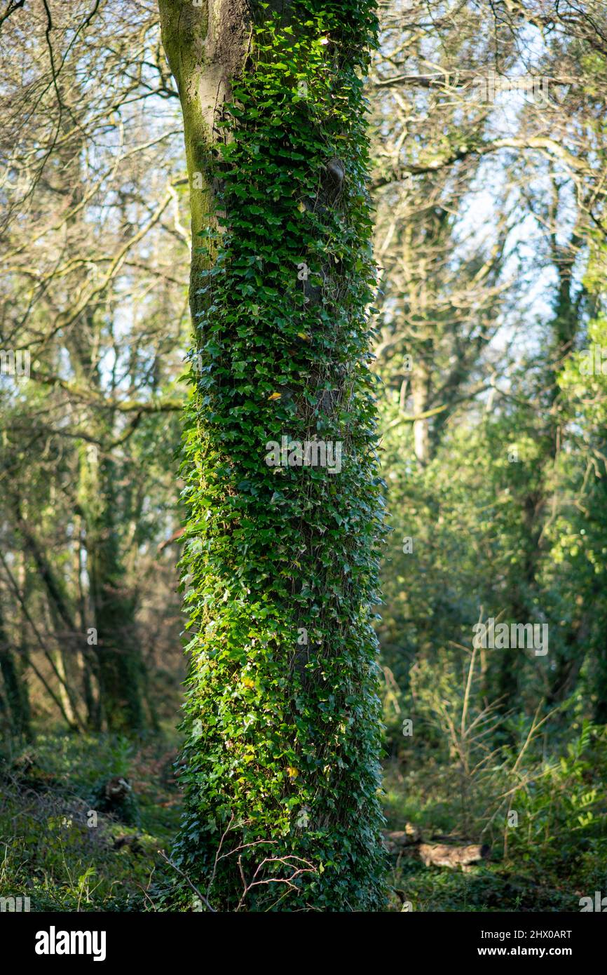 Incredibili alberi in natura bizzaramente contorti e sopraffolti Foto Stock