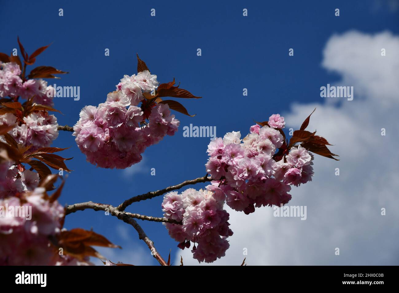 Fiori rosa ciliegia fiore contro un cielo blu in un giardino Somerset. Foto Stock