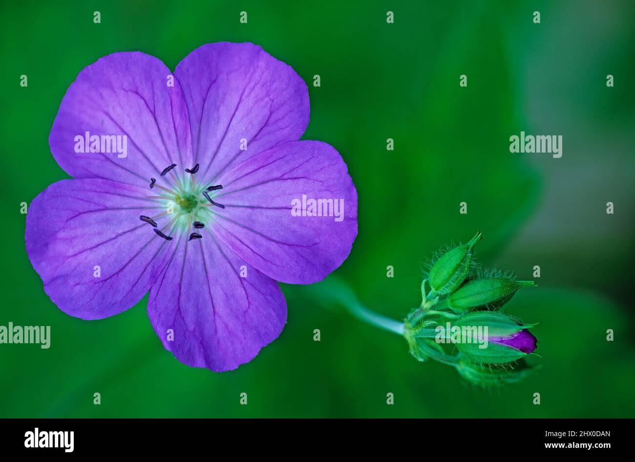 Geranio selvatico (Geranium maculatum) in habitat boschivo New York Foto Stock