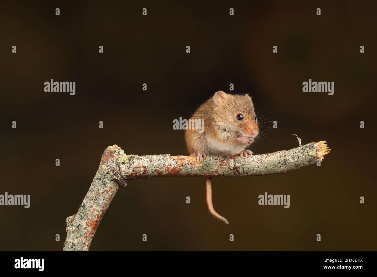 Harvest mouse seduto su un ramo di legno, in attesa di tempo di alimentazione Foto Stock