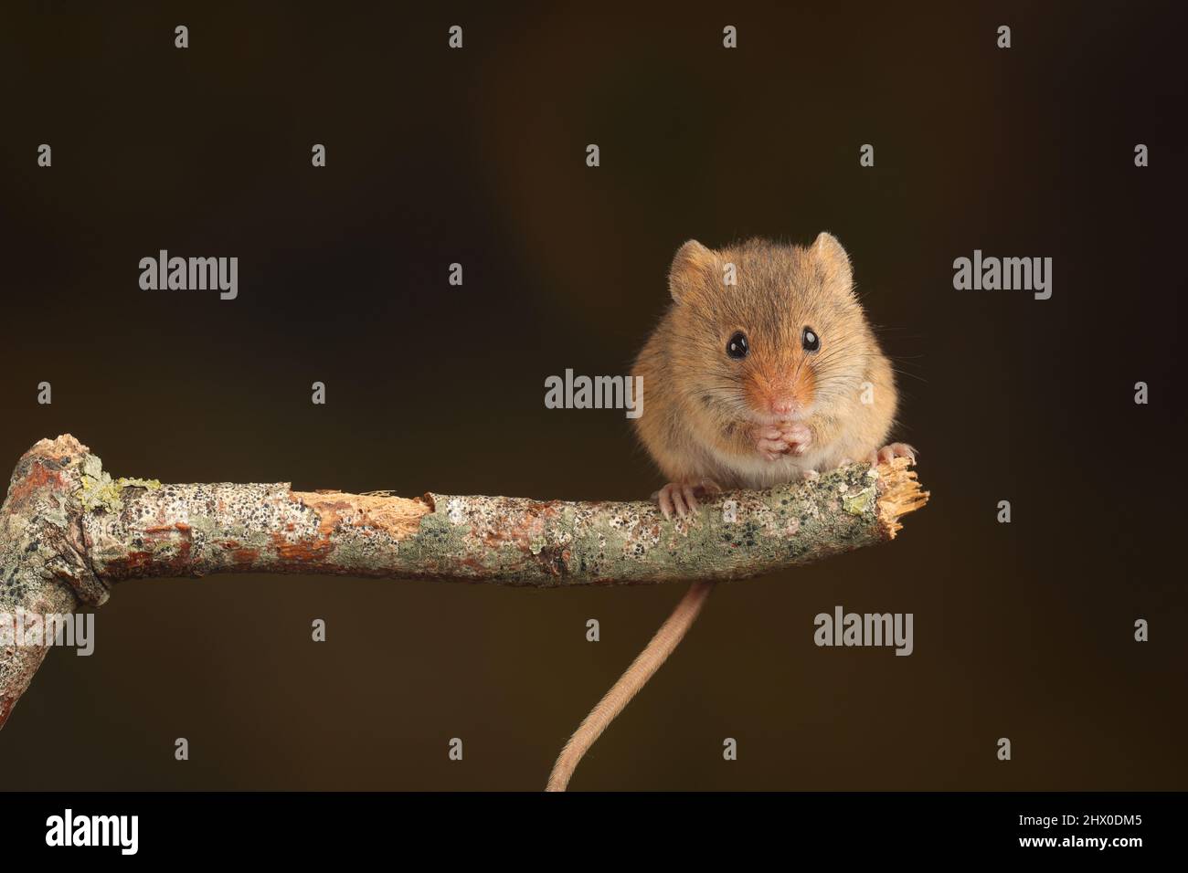 Harvest mouse seduto su un ramo di legno, in attesa di tempo di alimentazione Foto Stock