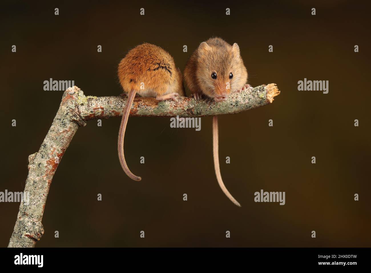 Harvest mouse seduto su un ramo di legno, in attesa di tempo di alimentazione Foto Stock