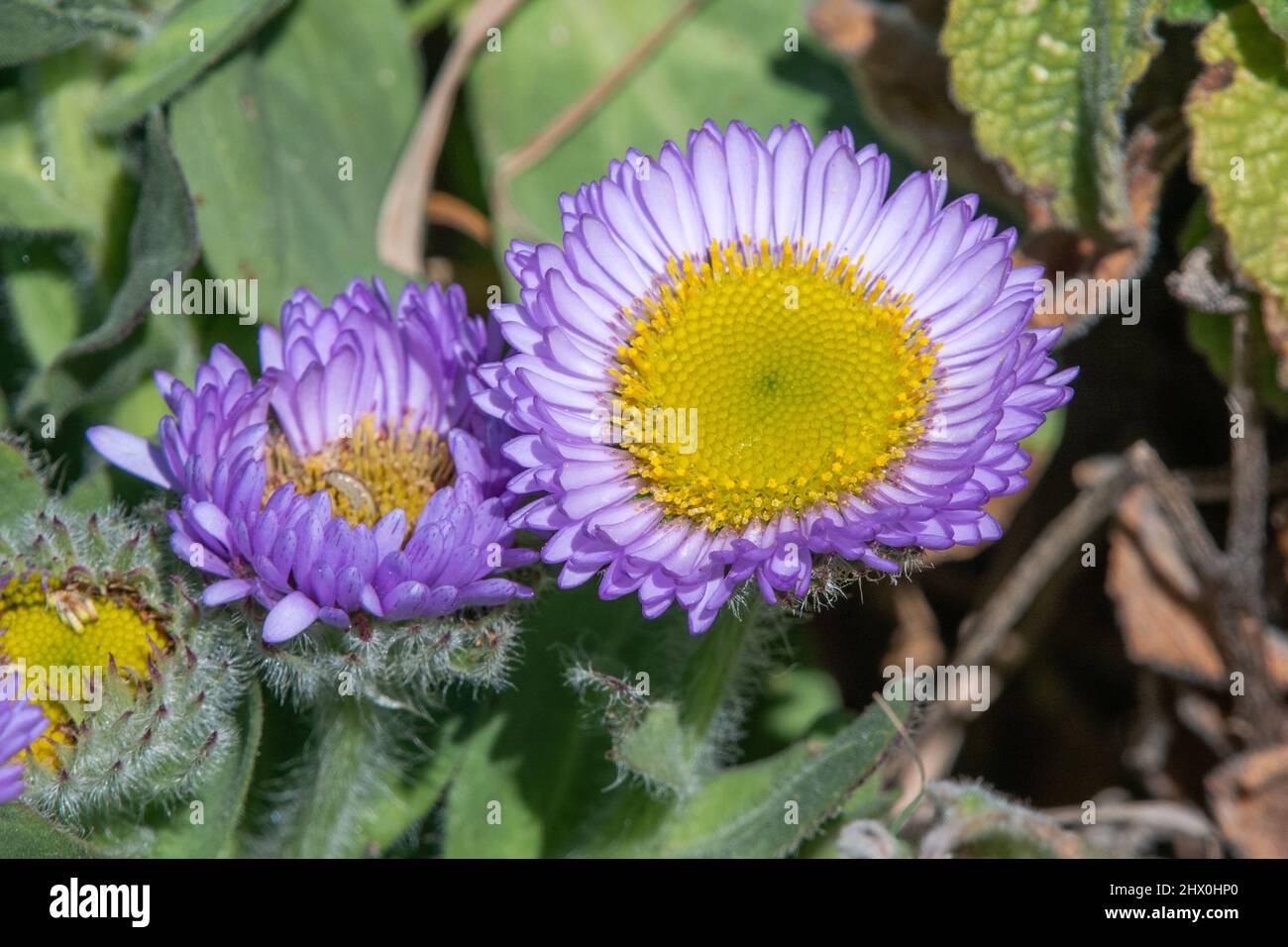 Mare Fleabane (Erigeron glaucus) una margherita, in crescita selvaggia nel nord della California lungo il sentiero Lost Coast nella contea di Humboldt. Foto Stock