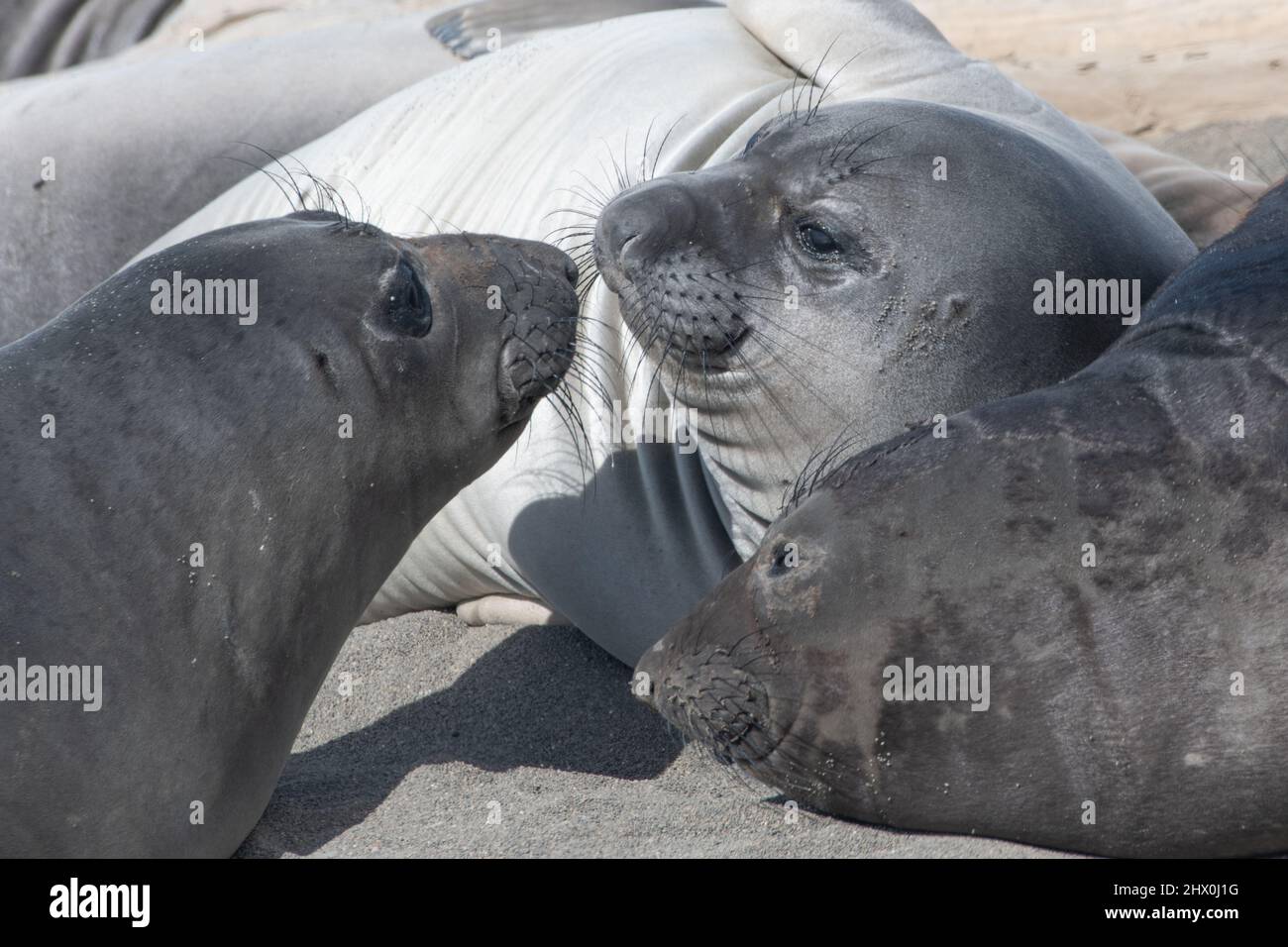 Due cuccioli di elefante nordico (Mirounga angustirostris) interagiscono socialmente con gli altri sniffing a vicenda nasi sulla costa perduta della California. Foto Stock