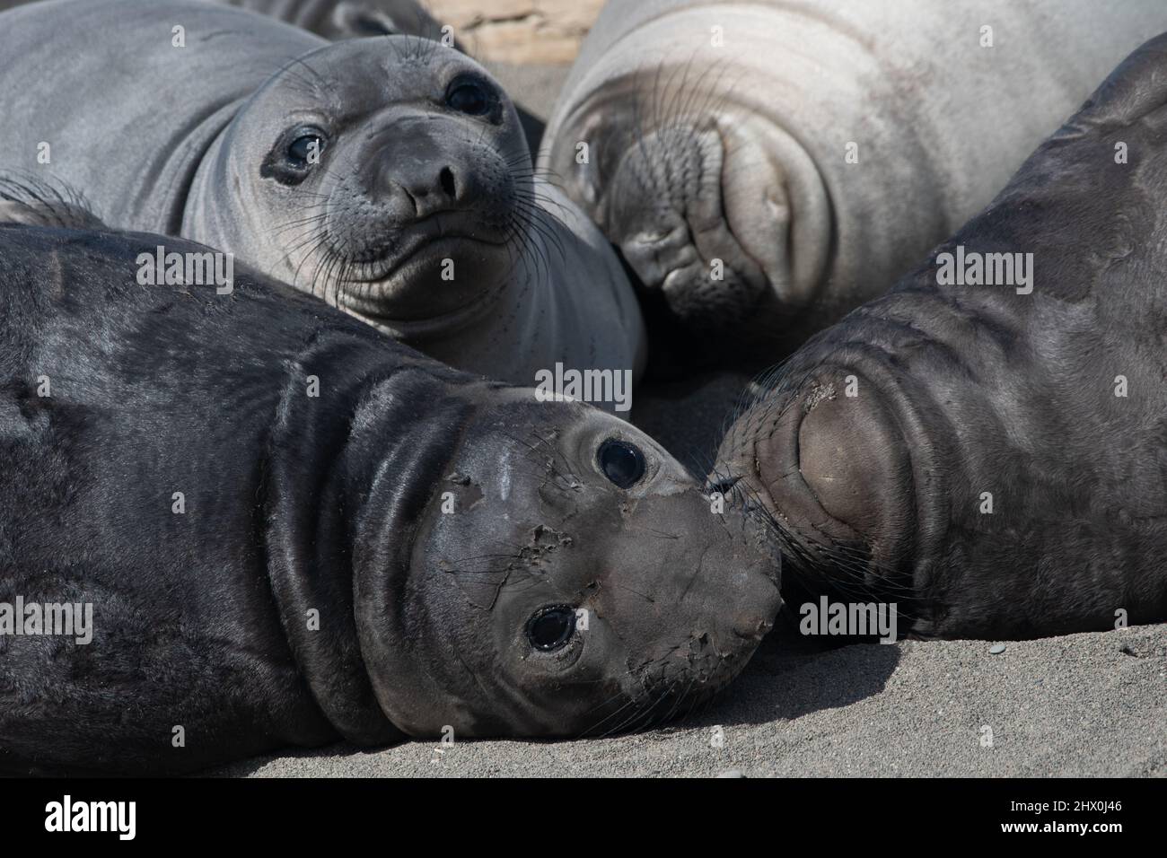 Cuccioli di foca nordica dormiente (Mirounga angustirostris), recentemente svezzati e lasciati sulla spiaggia dalle loro madri formano un baccello più svezzato. Foto Stock