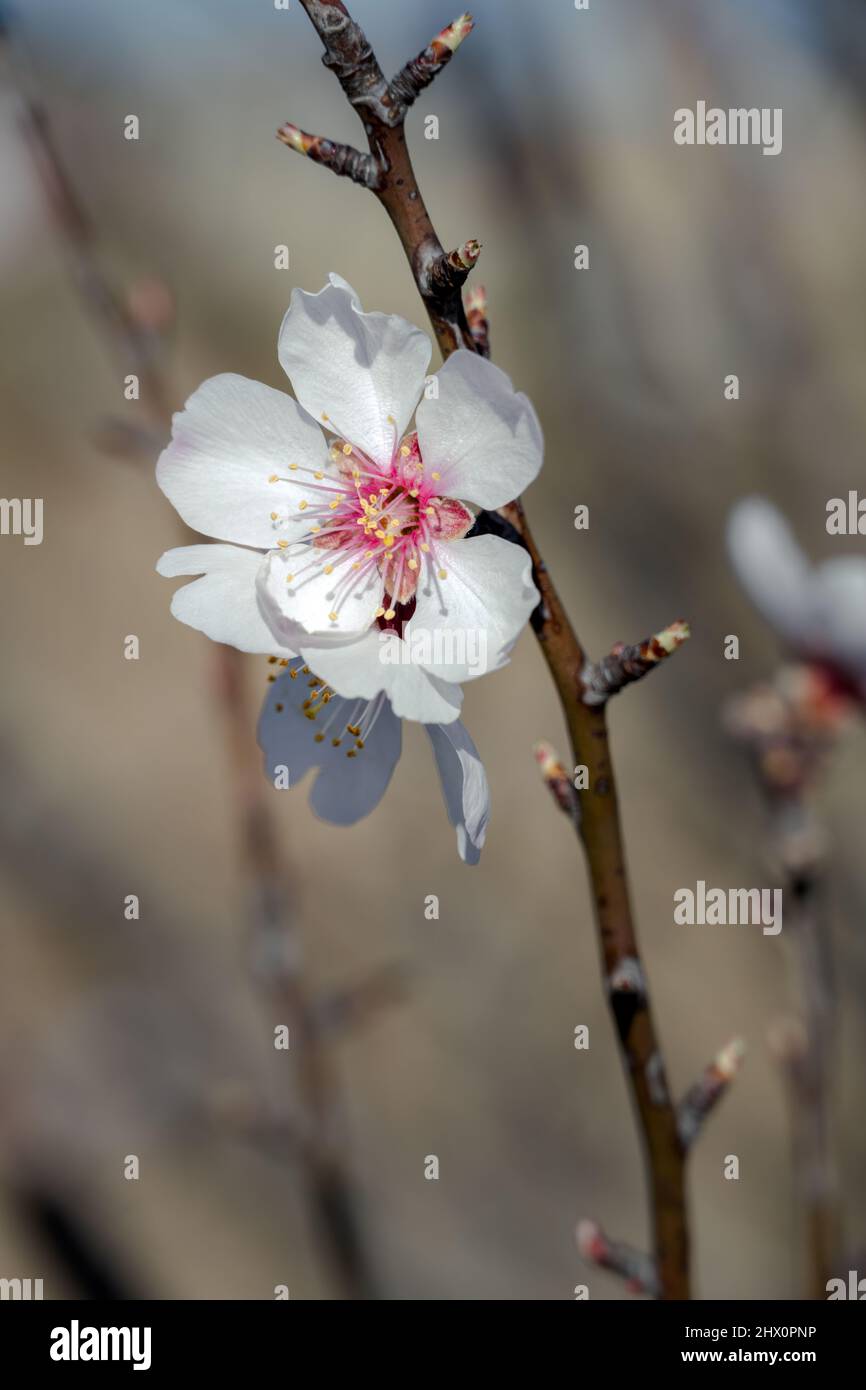 Gruppo di fiori di mandorla bianchi e rosa in inverno, primo piano Foto Stock